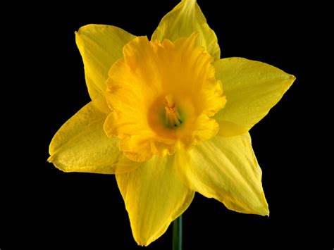 Daffodil Free Stock Photo Public Domain Pictures