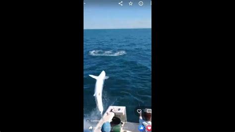 Video Mako Shark Jumps Into Charter Boat Near Maine Coast The Kansas