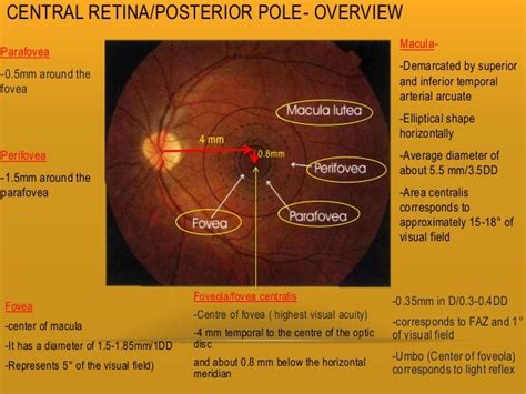 Retina And Layers