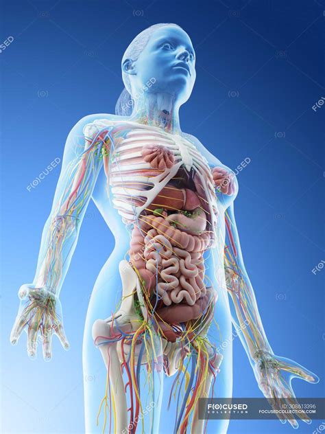 Female Upper Body Anatomy And Internal Organs Computer Illustration