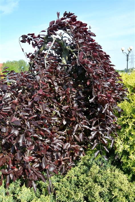 Fagus Purple Copper Beech Weeping Hello Hello Plants Garden Supplies