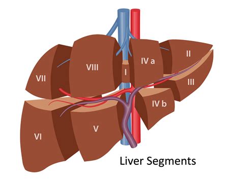 Liver Surgery In Singapore Ls Lee Surgery Clinic