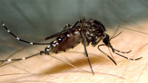 People Urged To Protect Against Mosquitoes Carrying Ross River Virus