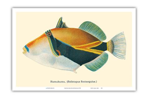 Humuhumu Balistapus Rectangulus Hawaiian Reef Triggerfish