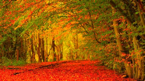 Red Leaves On Road Between Colorful Trees Covered Forest Hd Nature