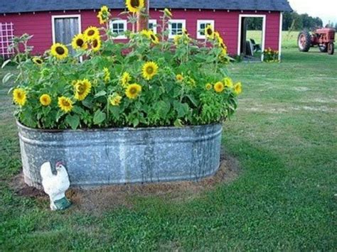 Horse Tank Flower Beds Galvanized Water Trough Flower Bed Lawn And