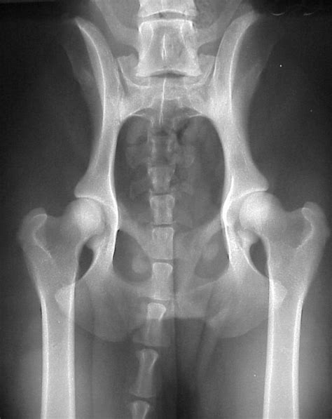 Indications For Total Hip Replacement In Dogs And Cats Texvetpets