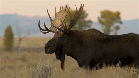 Moose Big