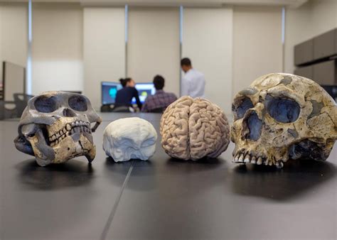 Human Brain Size Evolved Gradually Over Three Million Years
