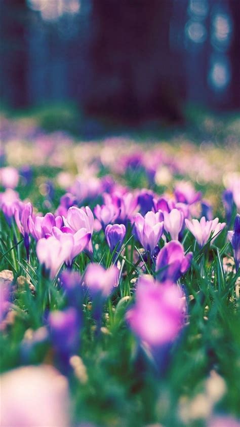 Nature Spring Purple Blossom Flower Garden Bokeh Iphone 8 Wallpapers