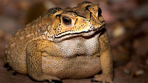 Using a whisk, mix the eggs with the milk and sparkling water in a jug. Toxic toads could devastate Madagascar's biodiversity ...