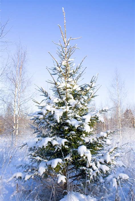 Fir Tree In Snow Royalty Free Stock Photography Image 12397087