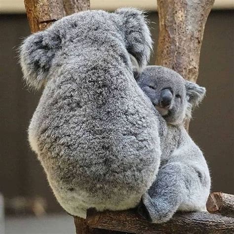 Koala On Instagram “cuddle Time ️ ️ Credit Unknow Dm For Credit