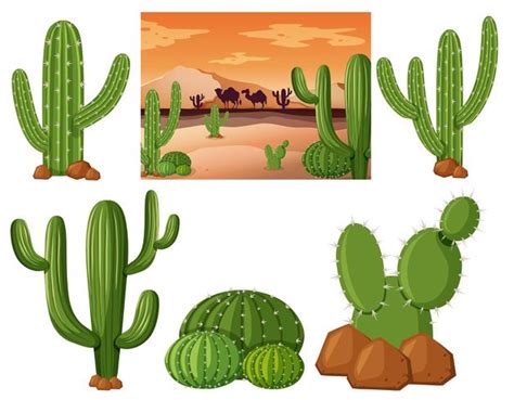 Campo Desértico Con Plantas De Cactus 455014 Vector En Vecteezy