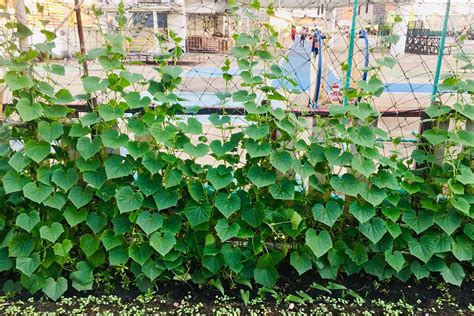 How To Grow Cucumbers Vertically On A Fence Gardeners Path
