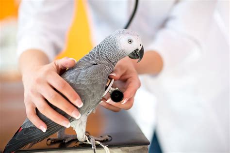 If you cannot afford a vet consider giving your animal up to someone who can afford it, or talking to the vet and potentially. Anaesthesia in exotic pets—managing the risks - Vet ...