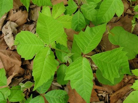 How To Get Rid Of Poison Ivy As Fast As Possible 7 Tips From Someone