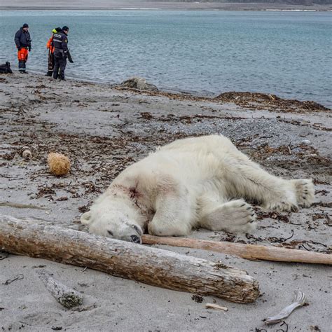 World Record Polar Bear