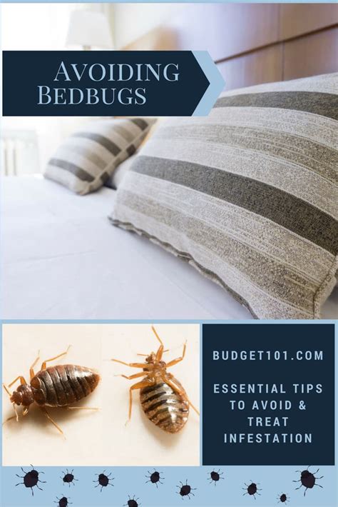 Essential Tips To Avoid Bedbug Home Infestations
