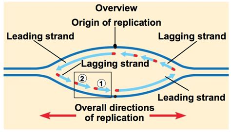 Inspiration What Are The Leading And Lagging Strands In Dna