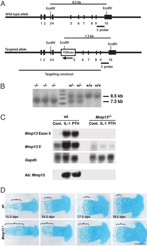 Generation Of Mmp13 Mice A Schematic Representation Of The Wt