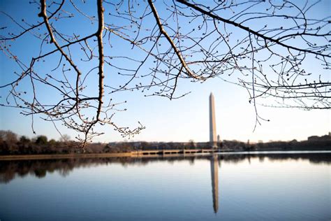 Dc Cherry Blossom Watch March 1 2020