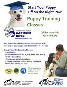 Puppy Training Class Wayward Dogs Training