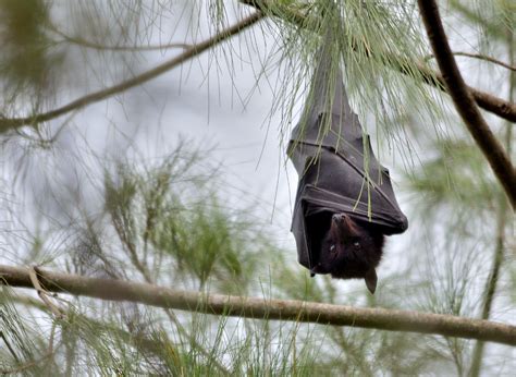 Black Flying Fox Pteropus Alecto Hanging Out During The Flickr