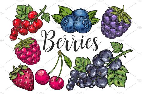 Berry Hand Drawn Set Patterns ~ Illustrations ~ Creative Market