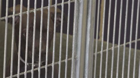 Too Many Animals Forcing Shelter To Euthanize More Animals Barc Says