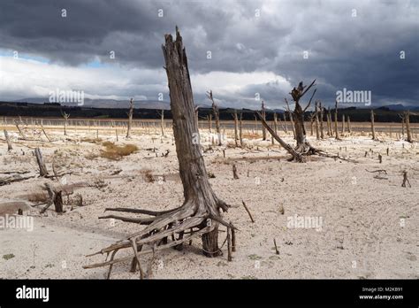 Desert Trees In A Dry Dam Stock Photo Alamy