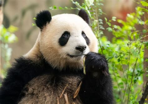 Giant Panda Why Are Pandas Endangered