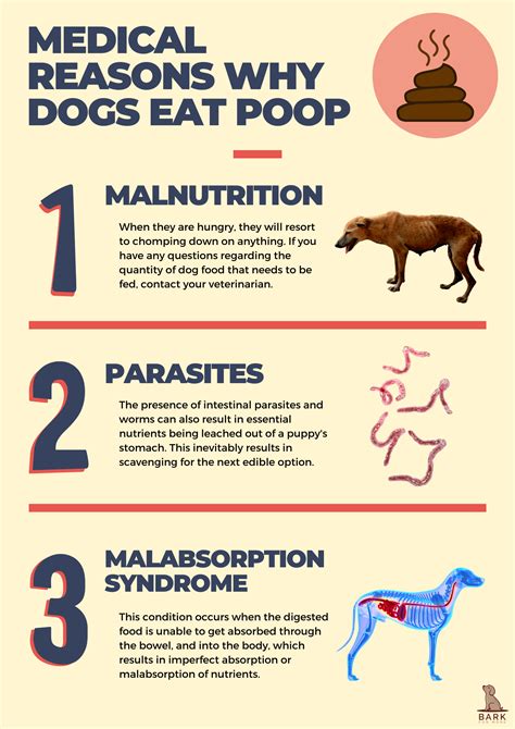 Will My Puppy Outgrow Eating Poop