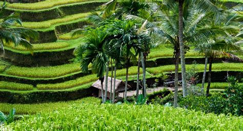 Berikut Daftar Ladang Sawah Terindah Di Indonesia Fispol