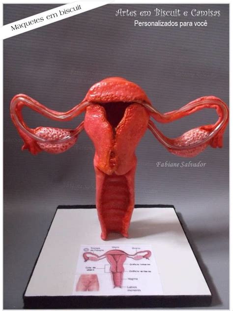 Maqueta De Las Etapas Del Desarrollo Embrionario Artofit