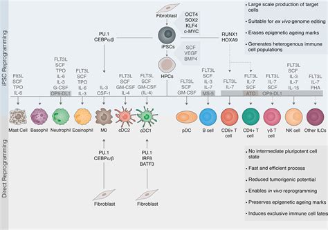 Frontiers Cell Fate Reprogramming In The Era Of Cancer Immunotherapy
