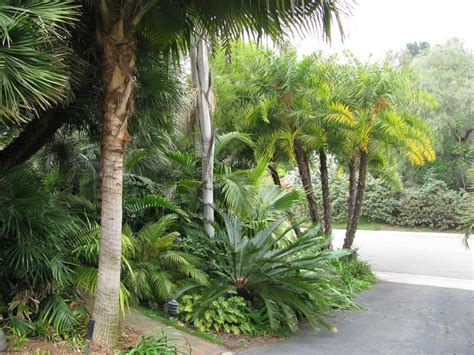 Palm Garden Neighborhood Palm Garden You Can See Right From The