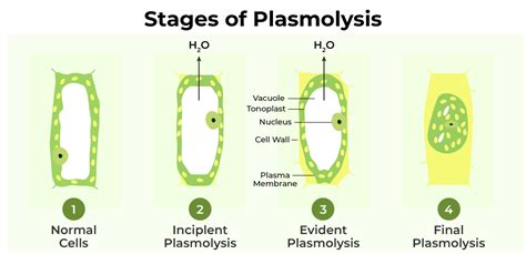 Plasmolysis Definition Types Stages Examples Geeksforgeeks