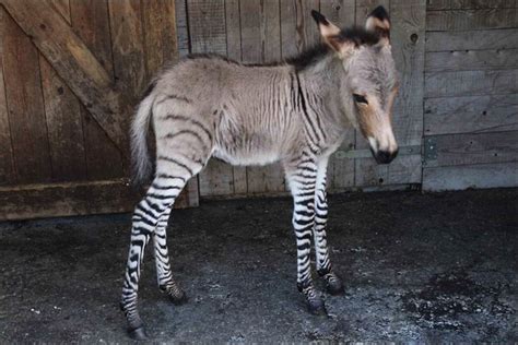 Zonkey Half Zebra Half Donkey