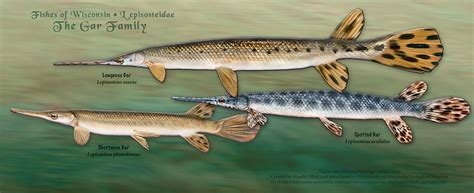 Smallest Gar Species