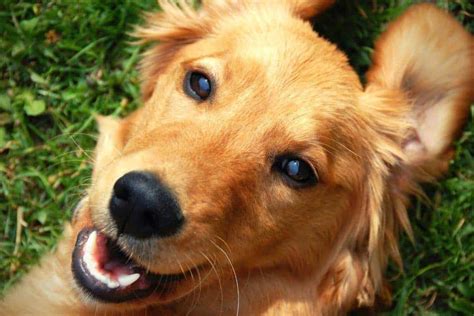 Heres Why Golden Retrievers Are So Happy And Friendly Loyal Goldens