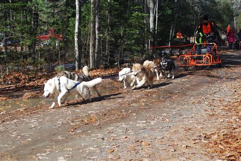 Dog Sledding Through The Forest 2018 Maine Forest And Logging Museum
