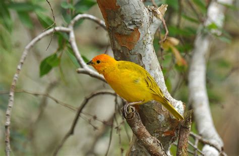 200 Birds Introduced Birds Of The Big Island Hawaii Song Birds