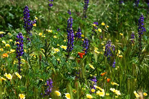 Study Finds Wildflowers Contain More Neonics Than Treated Fields