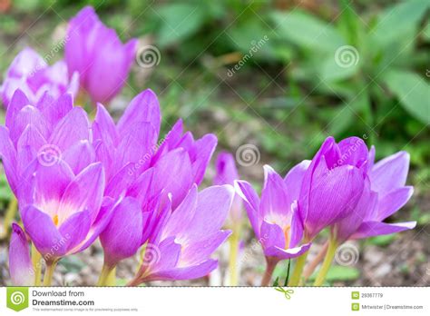 Spring Flower Crocus Stock Image Image Of Fragile Elegant 29367779