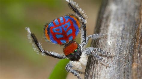 descubren nuevas especies de arañas los tiempos