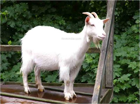 Facts About Goat Interesting And Amazing Information On Goats