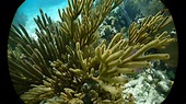Key Largo John Pennekamp Coral Reef State park - YouTube