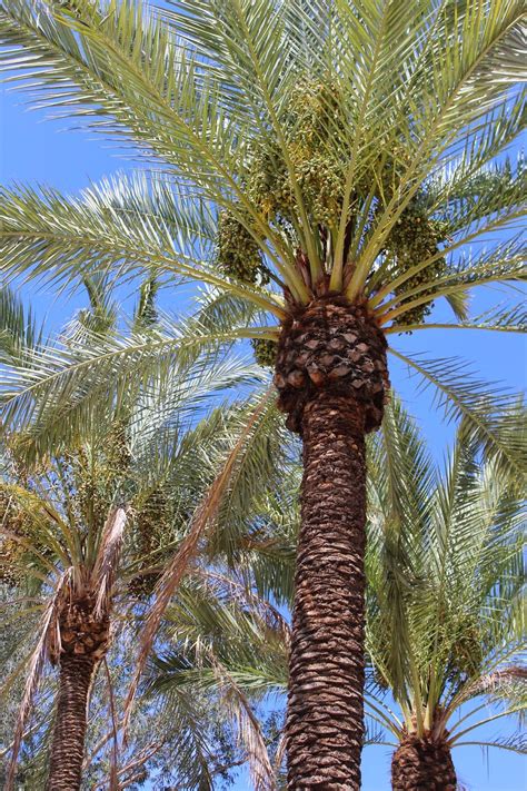 How To Grow Date Palms From Seed Date Palm Winter Garden Palm Trees