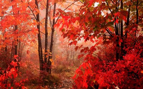 Red Leaves Beautiful Fall Landscapes Hd Wallpapers